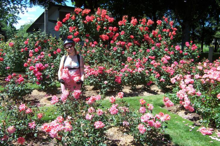 Bunches of Beautiful Roses